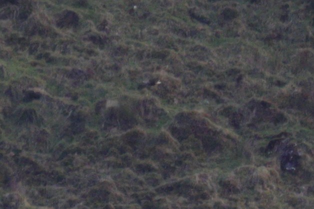 Rough-legged Hawk - ML645323482