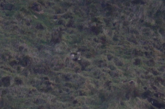Rough-legged Hawk - ML645323483