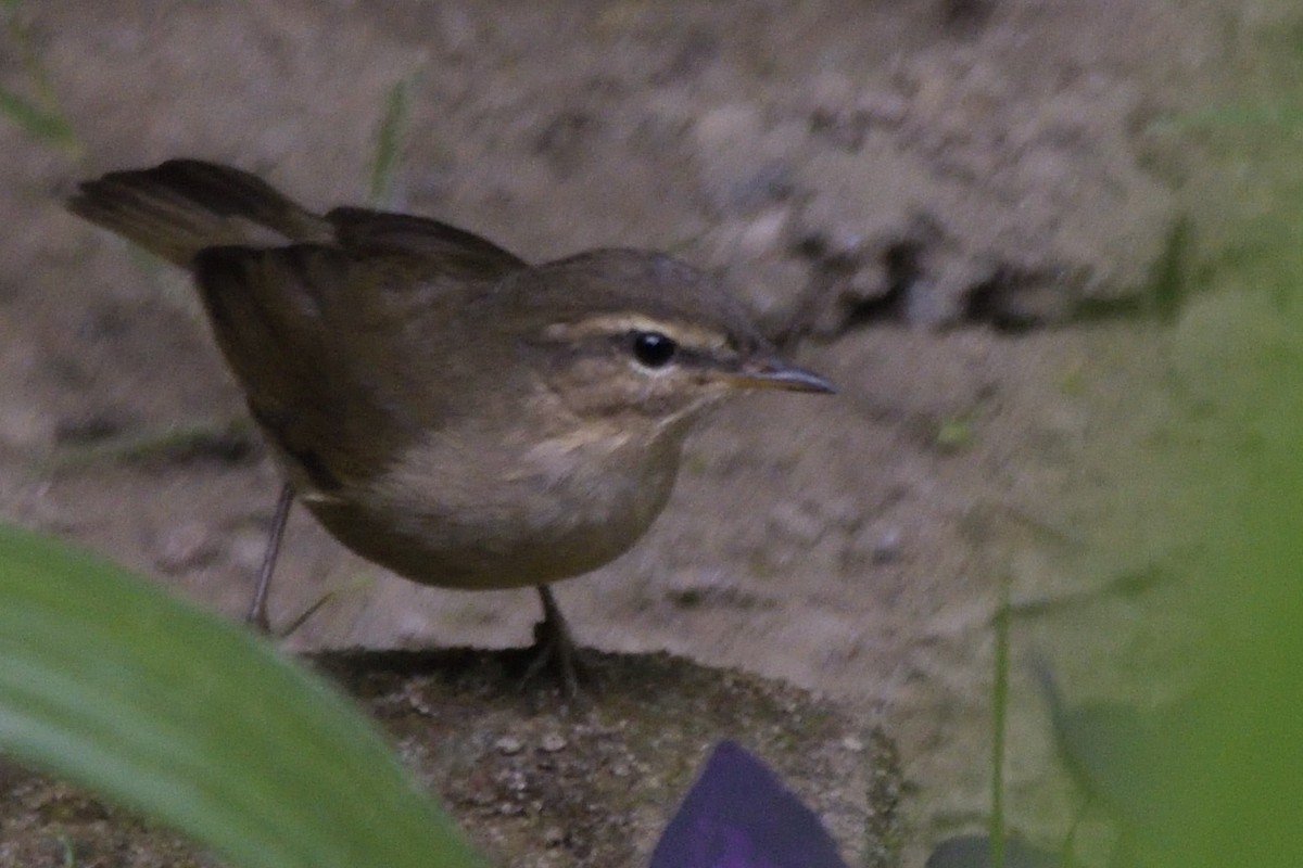 Dusky Warbler - ML645323486