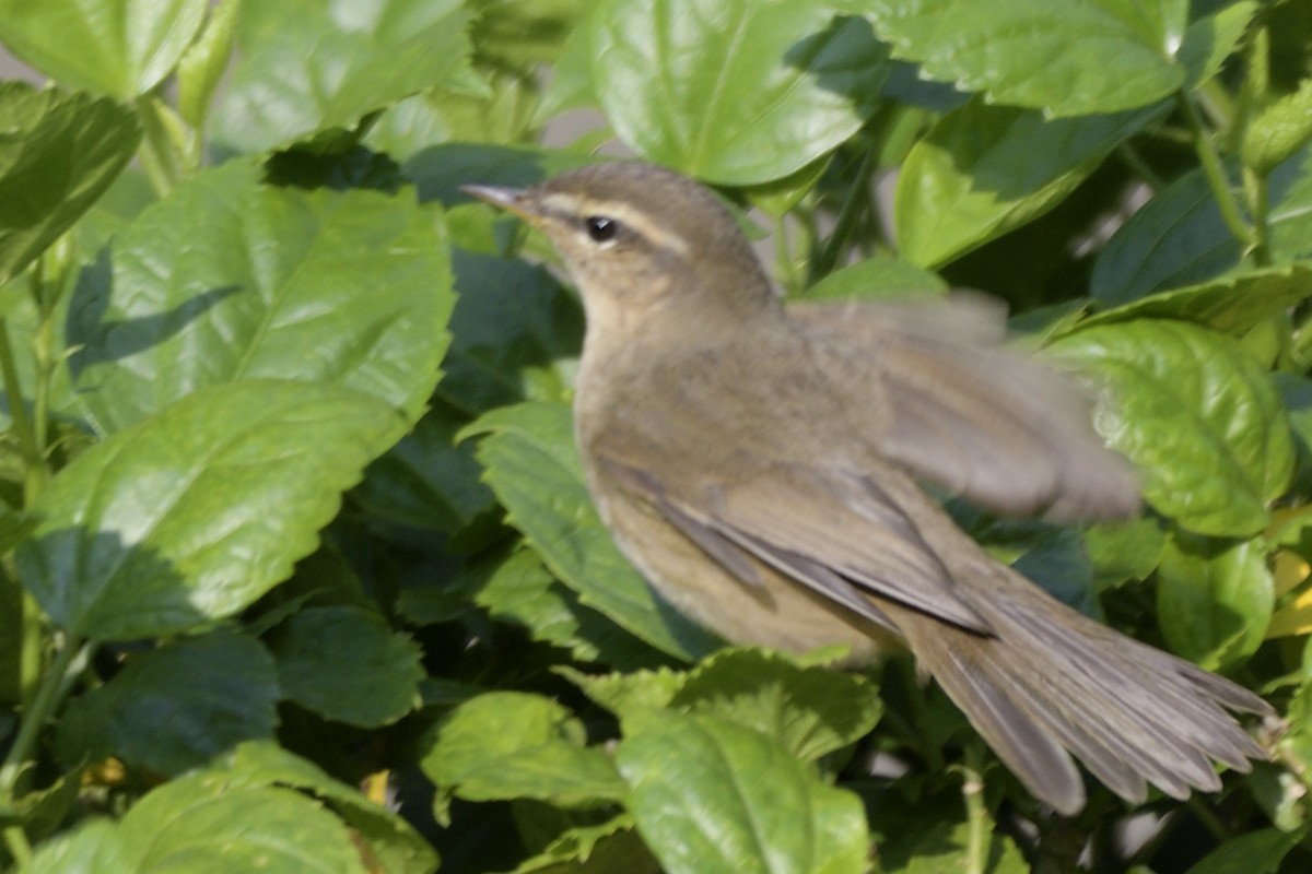 Dusky Warbler - ML645323487