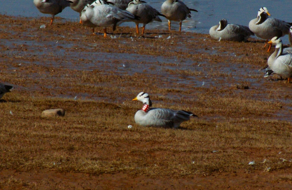 Oie à tête barrée - ML645323501