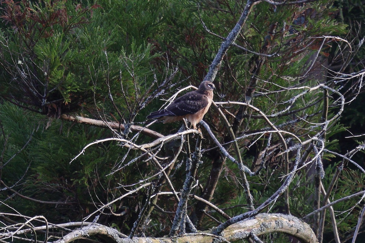 Northern Harrier - ML645323510