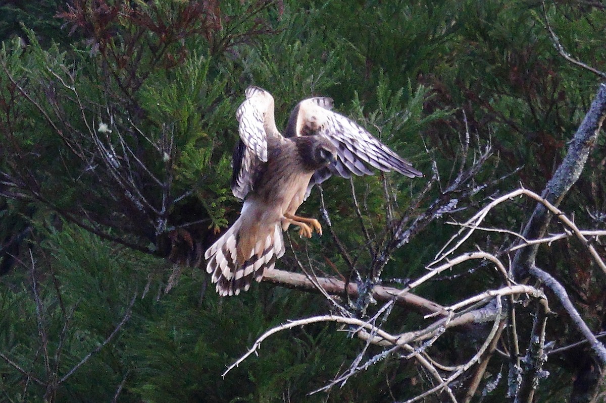 Northern Harrier - ML645323511