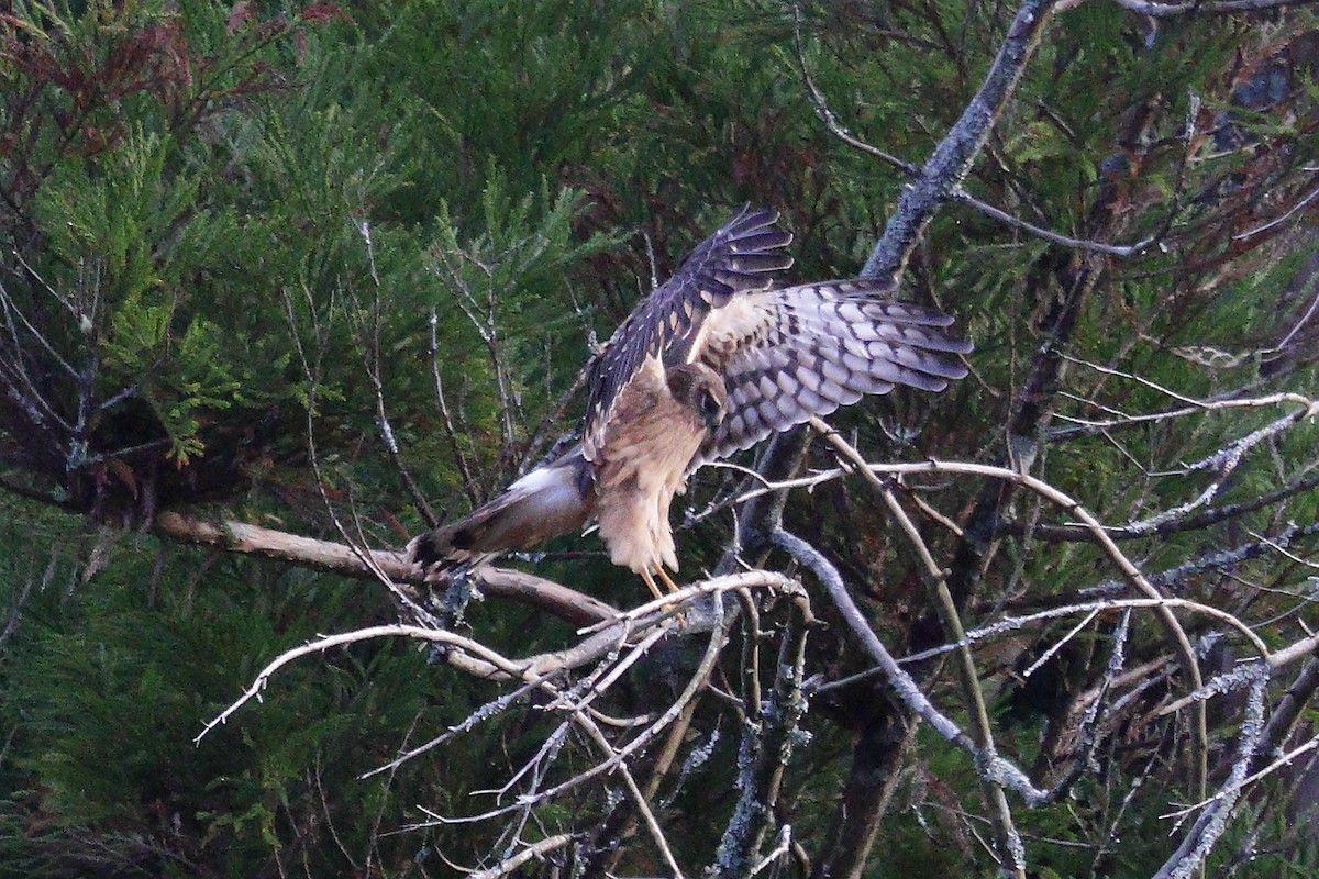 Northern Harrier - ML645323512