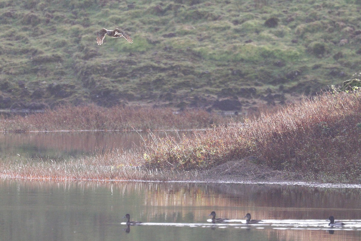 Northern Harrier - ML645323513