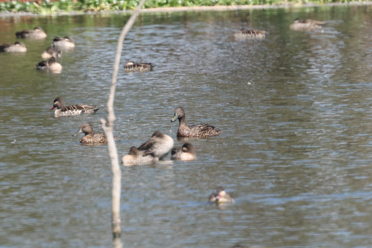 Meller's Duck - ML645323518