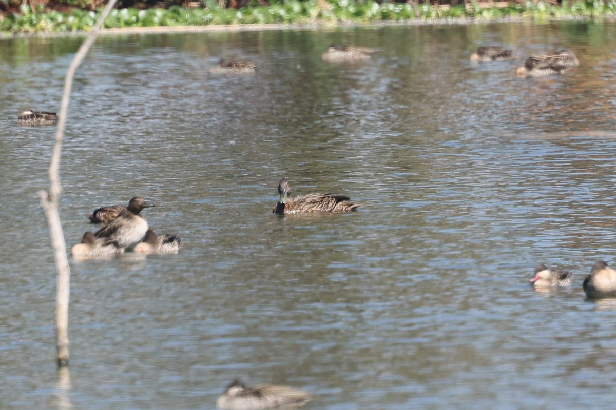 Meller's Duck - ML645323520