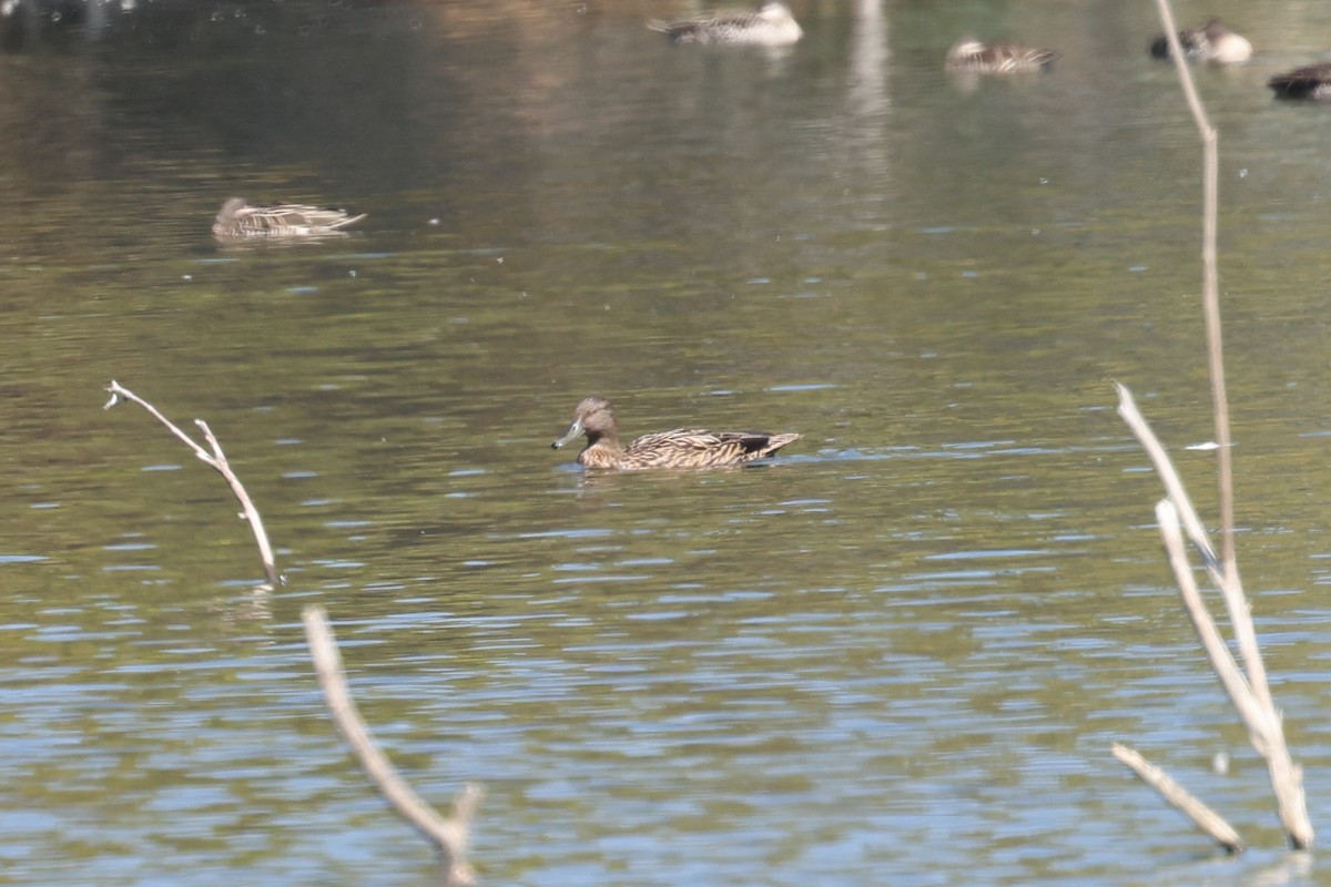 Meller's Duck - ML645323521