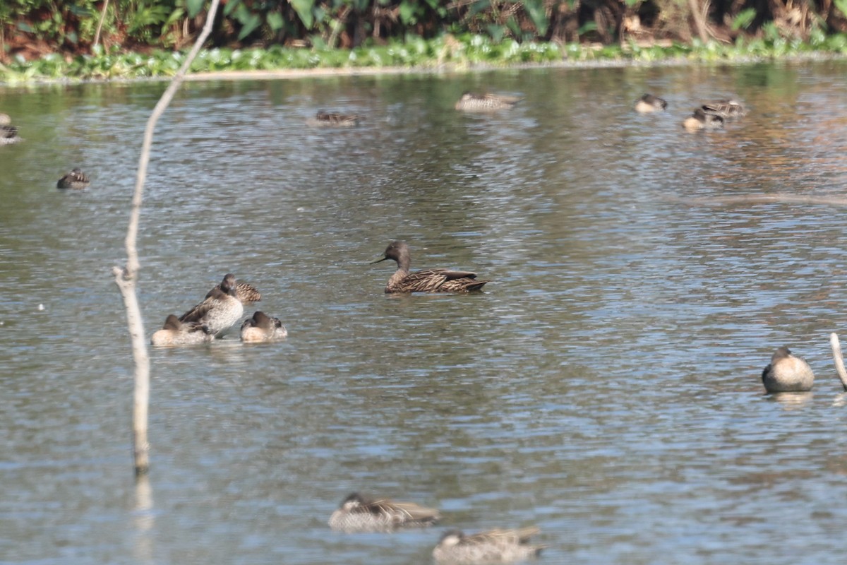 Meller's Duck - ML645323522