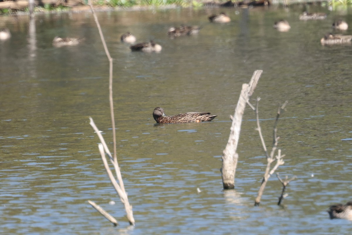 Meller's Duck - ML645323523