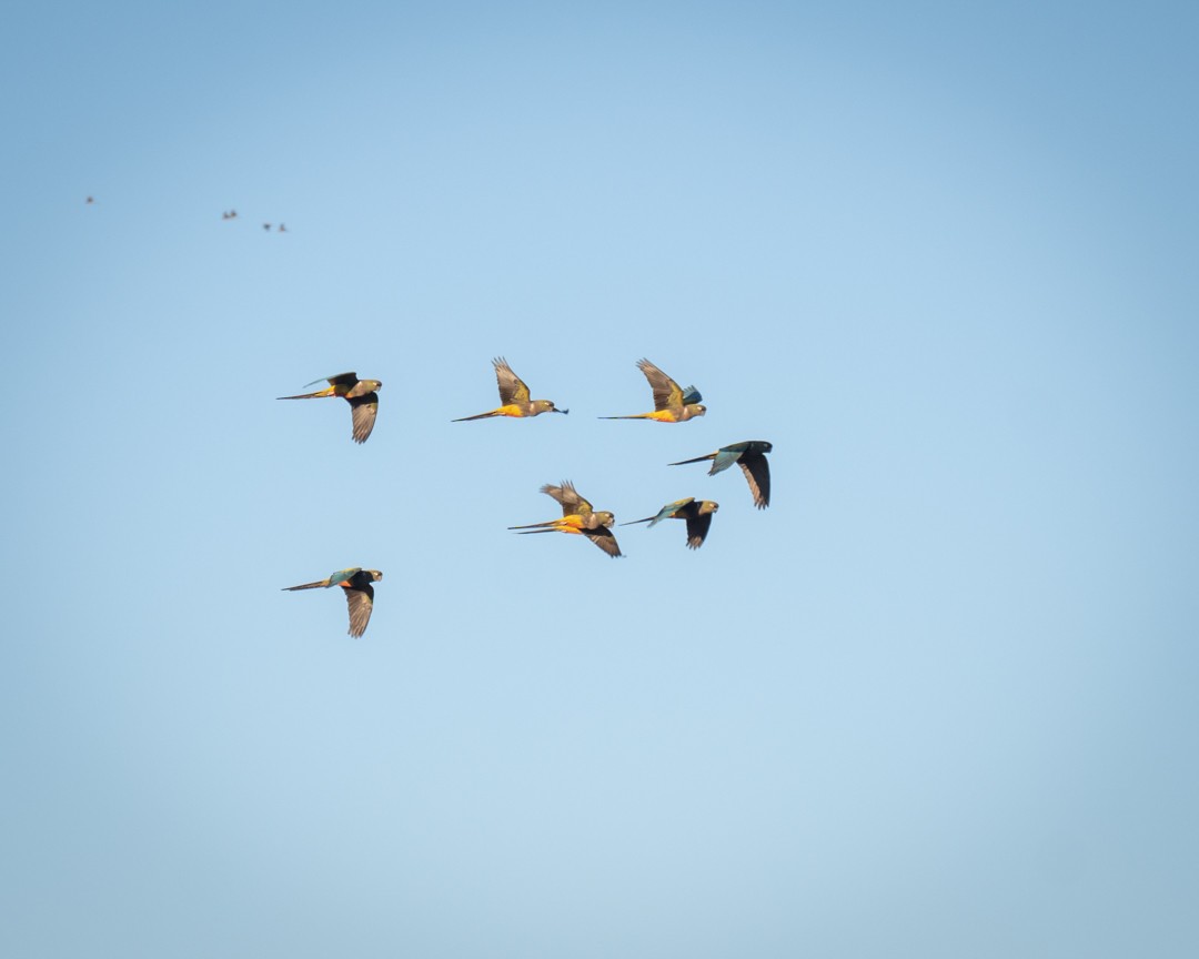 Burrowing Parakeet - ML645323524