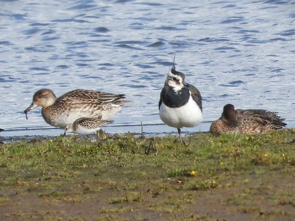 Küçük Kumkuşu - ML645323529