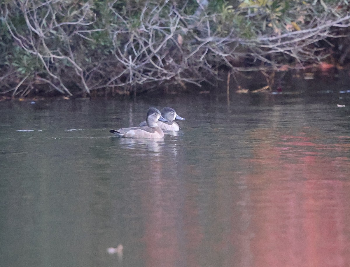 Ring-necked Duck - ML645323537