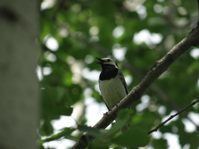 White Wagtail - ML645323544