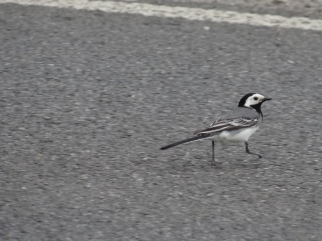 White Wagtail - ML645323545