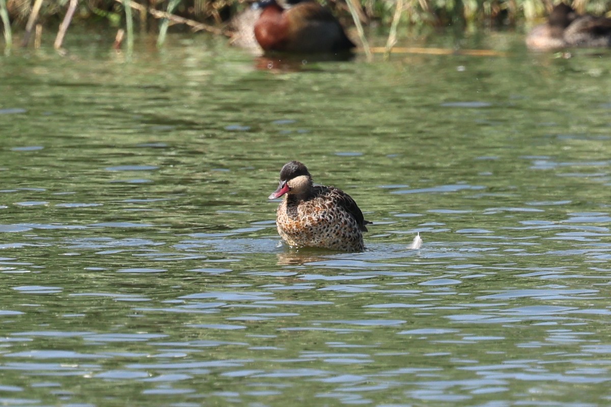 Ánade Piquirrojo - ML645323548