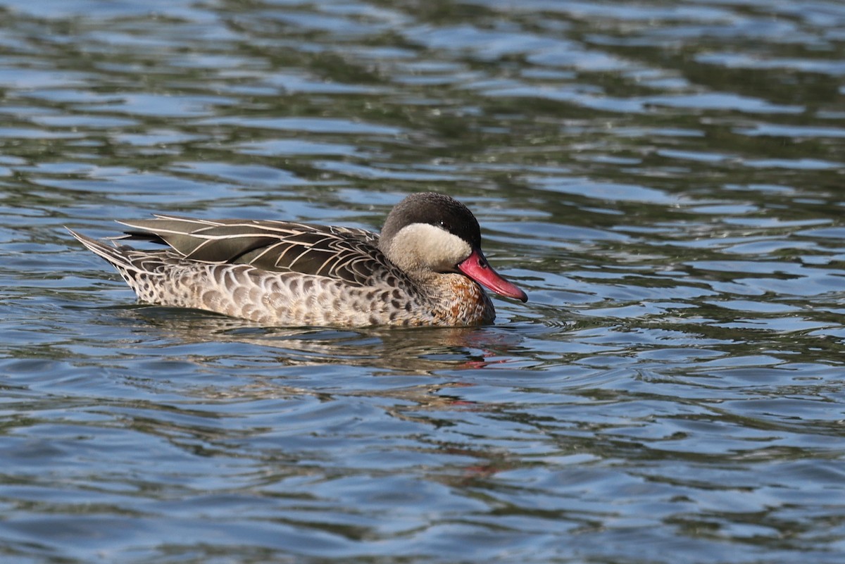 Ánade Piquirrojo - ML645323549