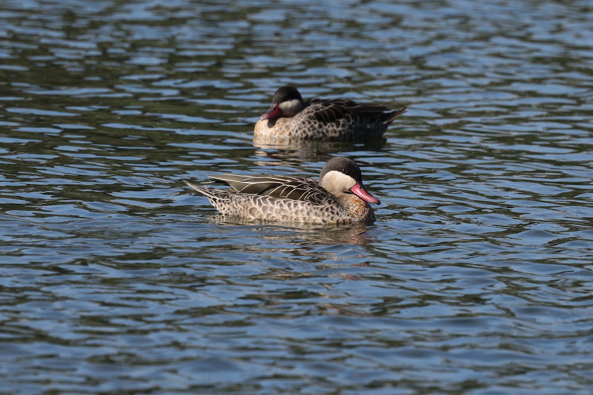 Ánade Piquirrojo - ML645323550