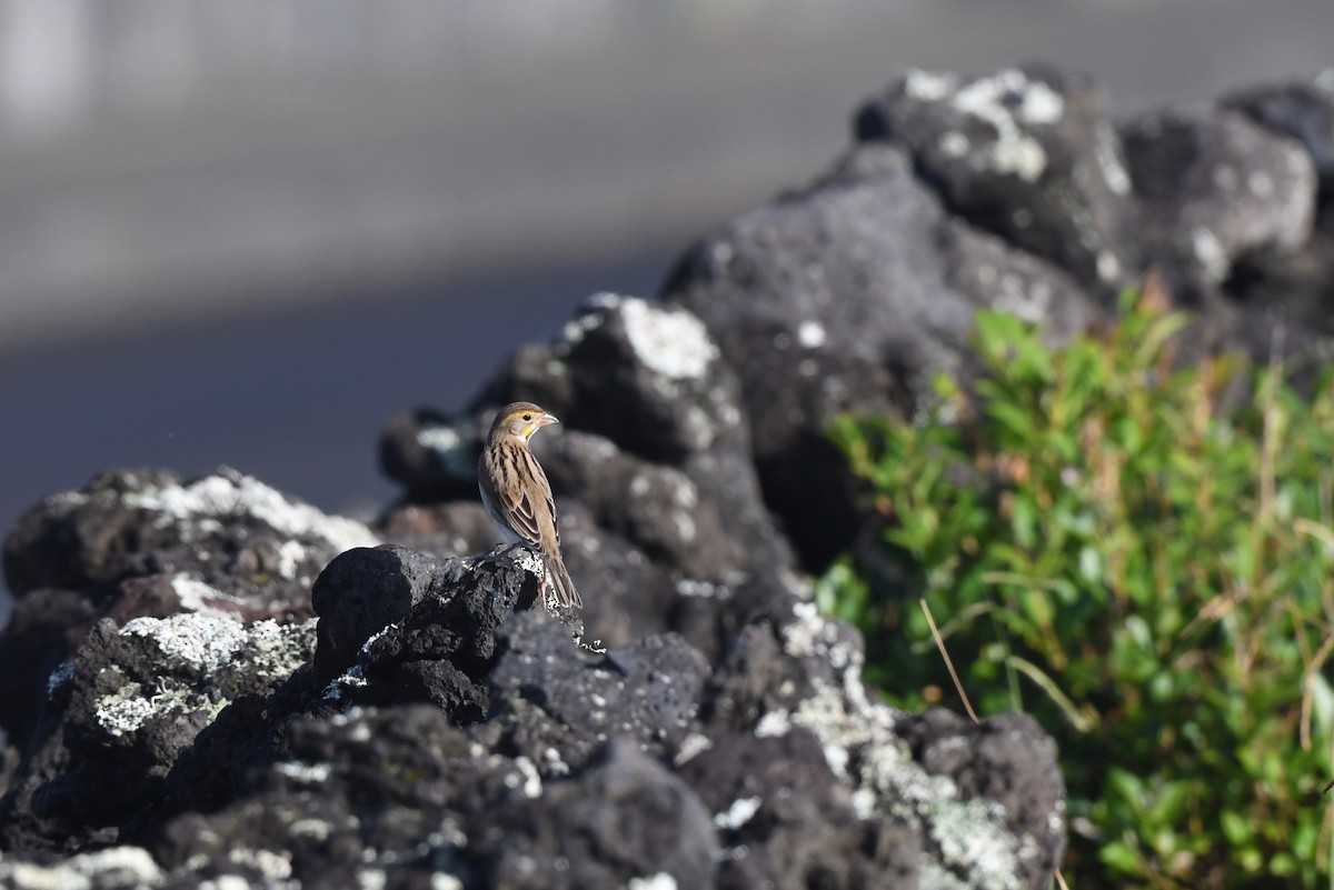 דיקסיסל - ML645323551