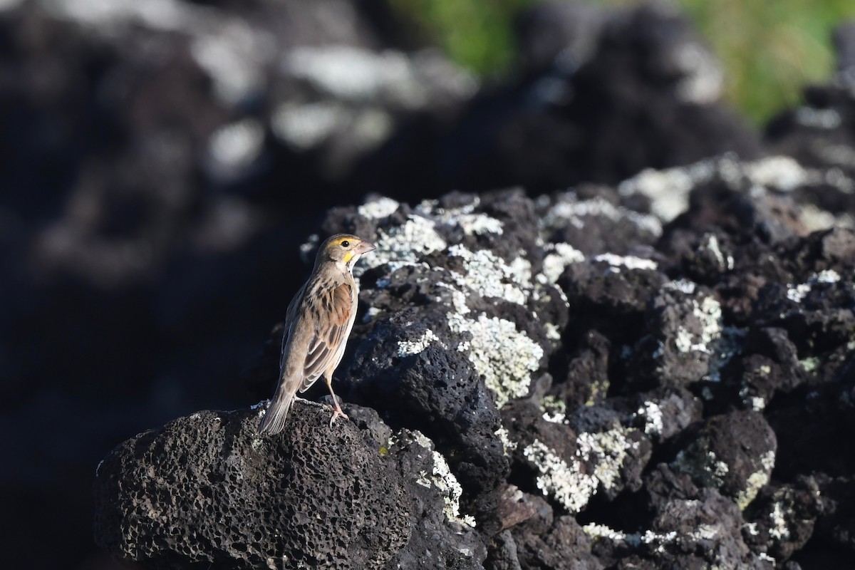 דיקסיסל - ML645323552