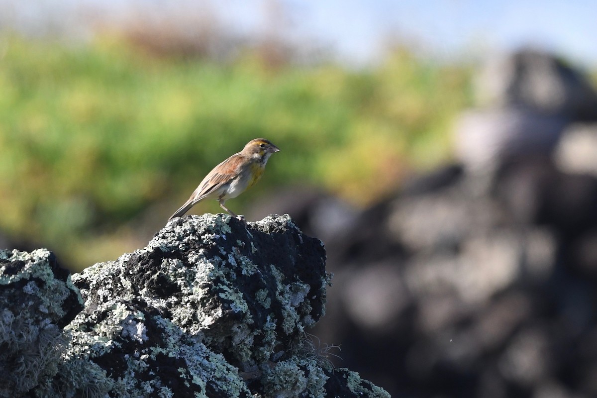 דיקסיסל - ML645323554