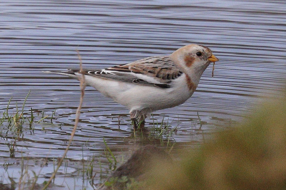Snow Bunting - ML645323555
