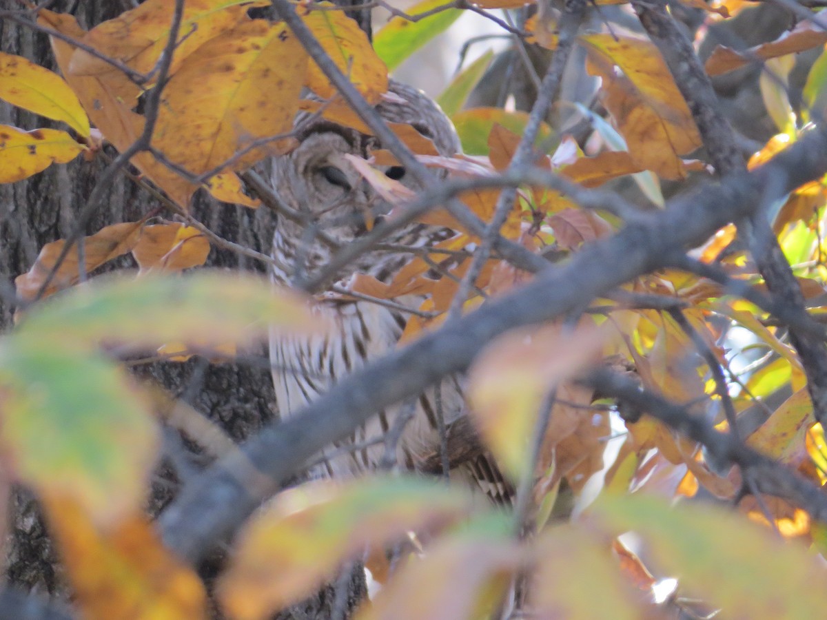 Barred Owl - ML645323556