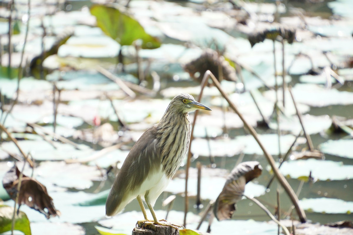Chinese Pond-Heron - ML645323557
