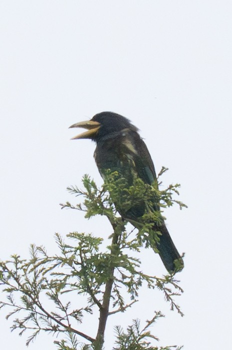 barbet velký - ML645323562