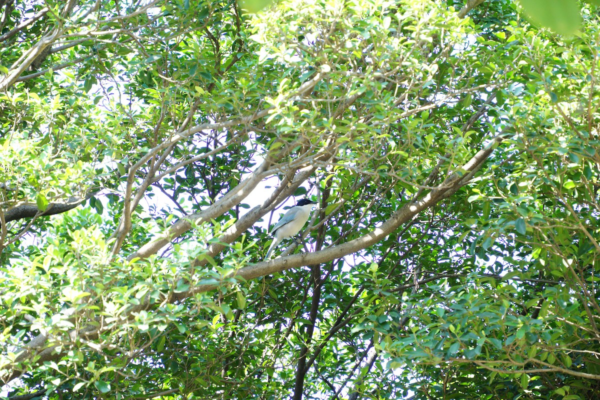 Azure-winged Magpie - ML645323564