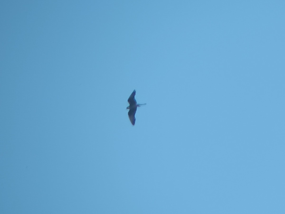 Eleonora's Falcon - ML645323566