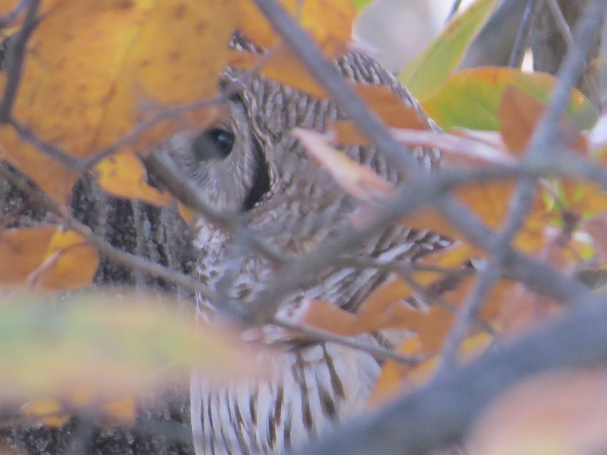 Barred Owl - ML645323573