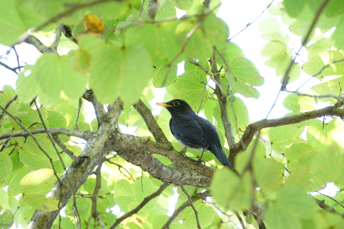 Chinese Blackbird - ML645323579