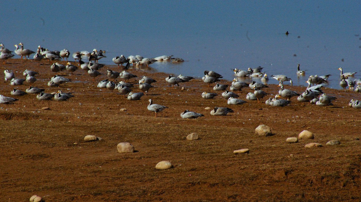 Oie à tête barrée - ML645323585