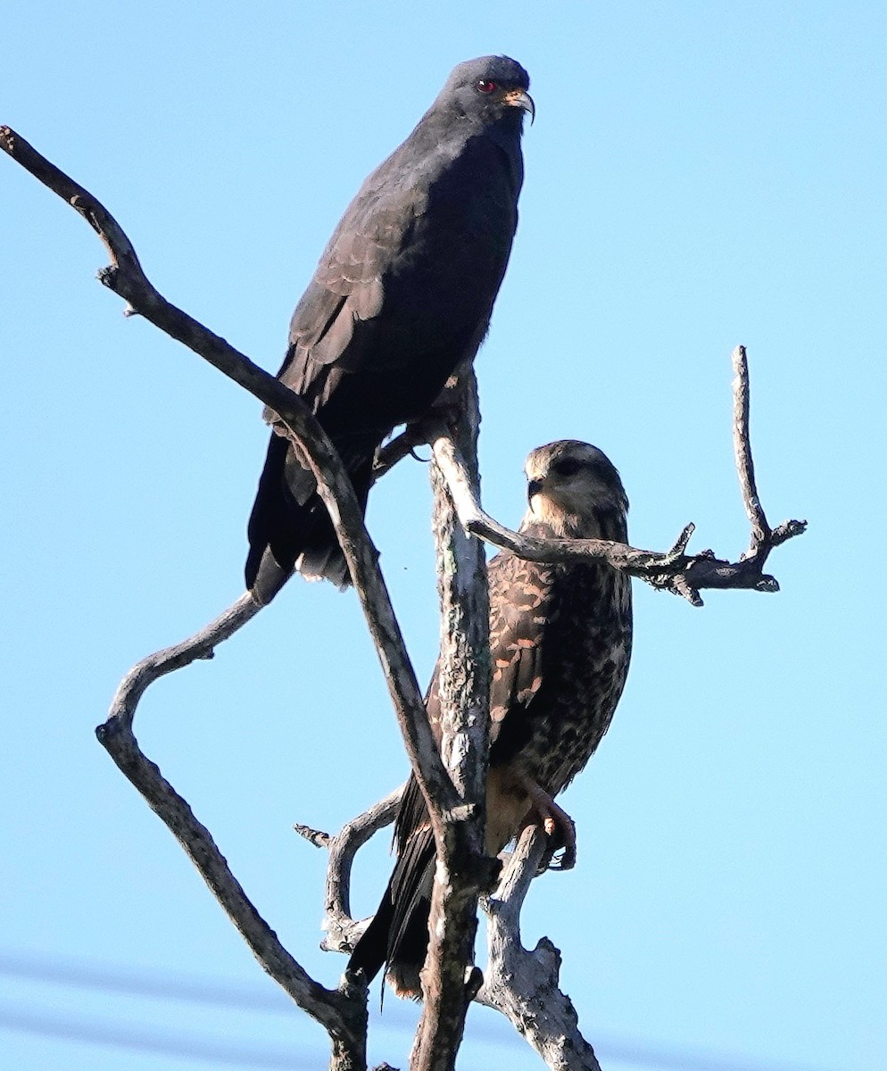 Snail Kite - ML645323592