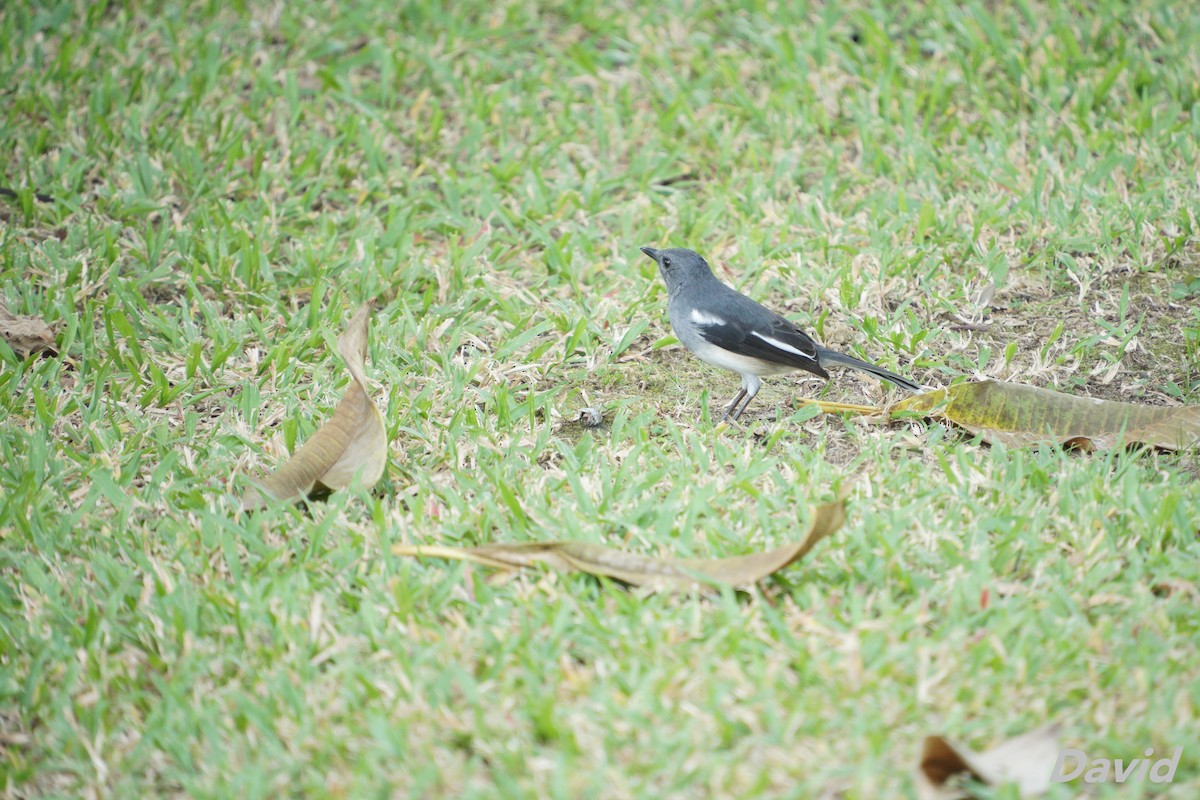Oriental Magpie-Robin - ML645323595