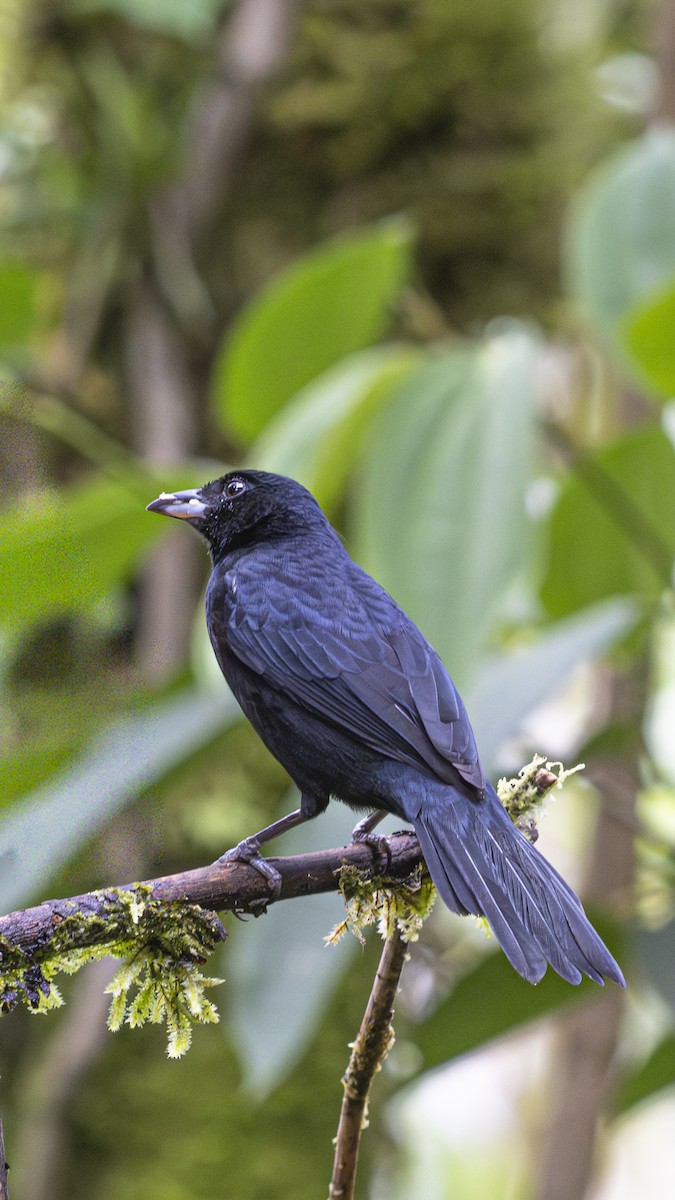 White-lined Tanager - ML645323610