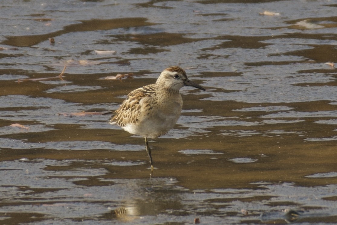 jespák klínoocasý - ML645323620