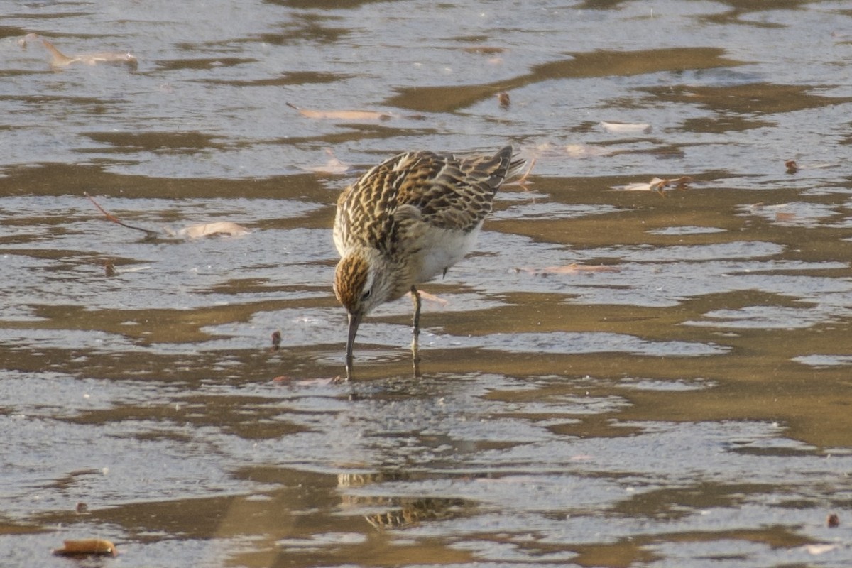 jespák klínoocasý - ML645323621