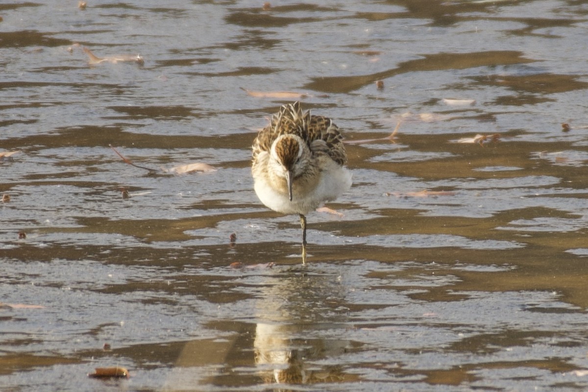 jespák klínoocasý - ML645323622