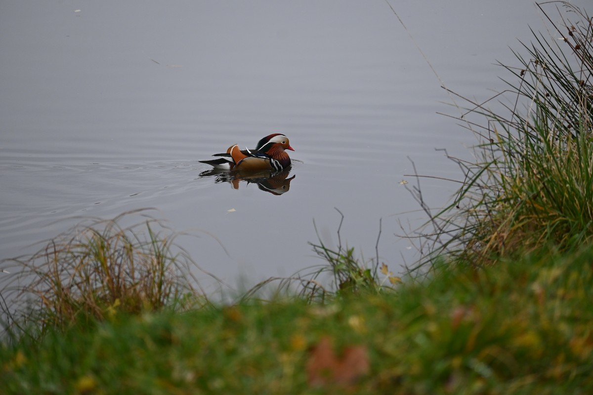 kachnička mandarínská - ML645323627