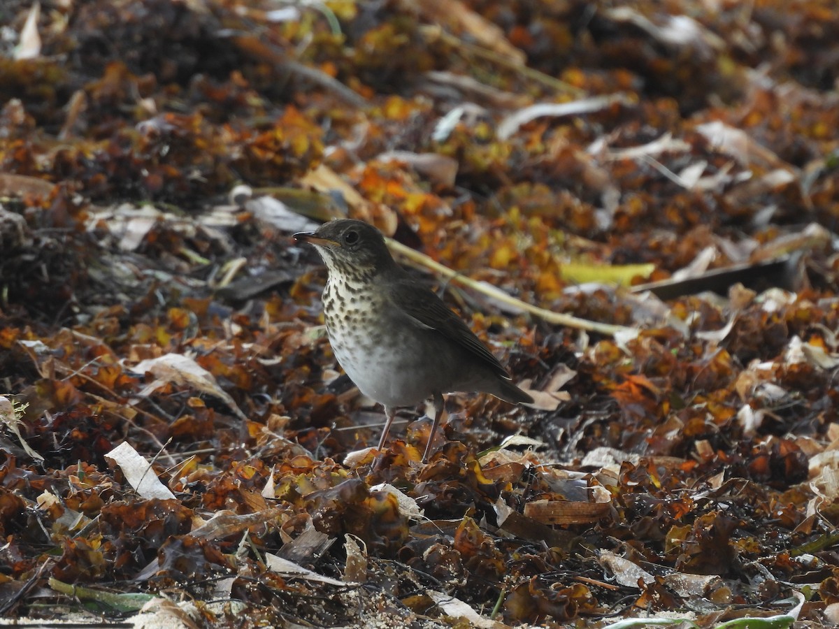 Grauwangen-Musendrossel - ML645323628