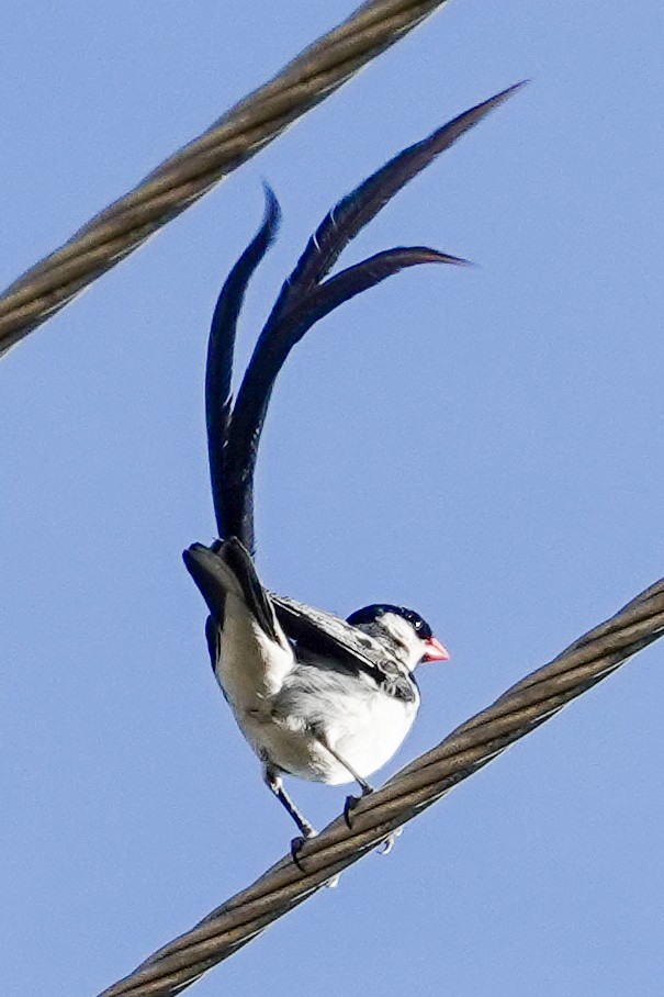 אלמנה חדת-זנב - ML645323629