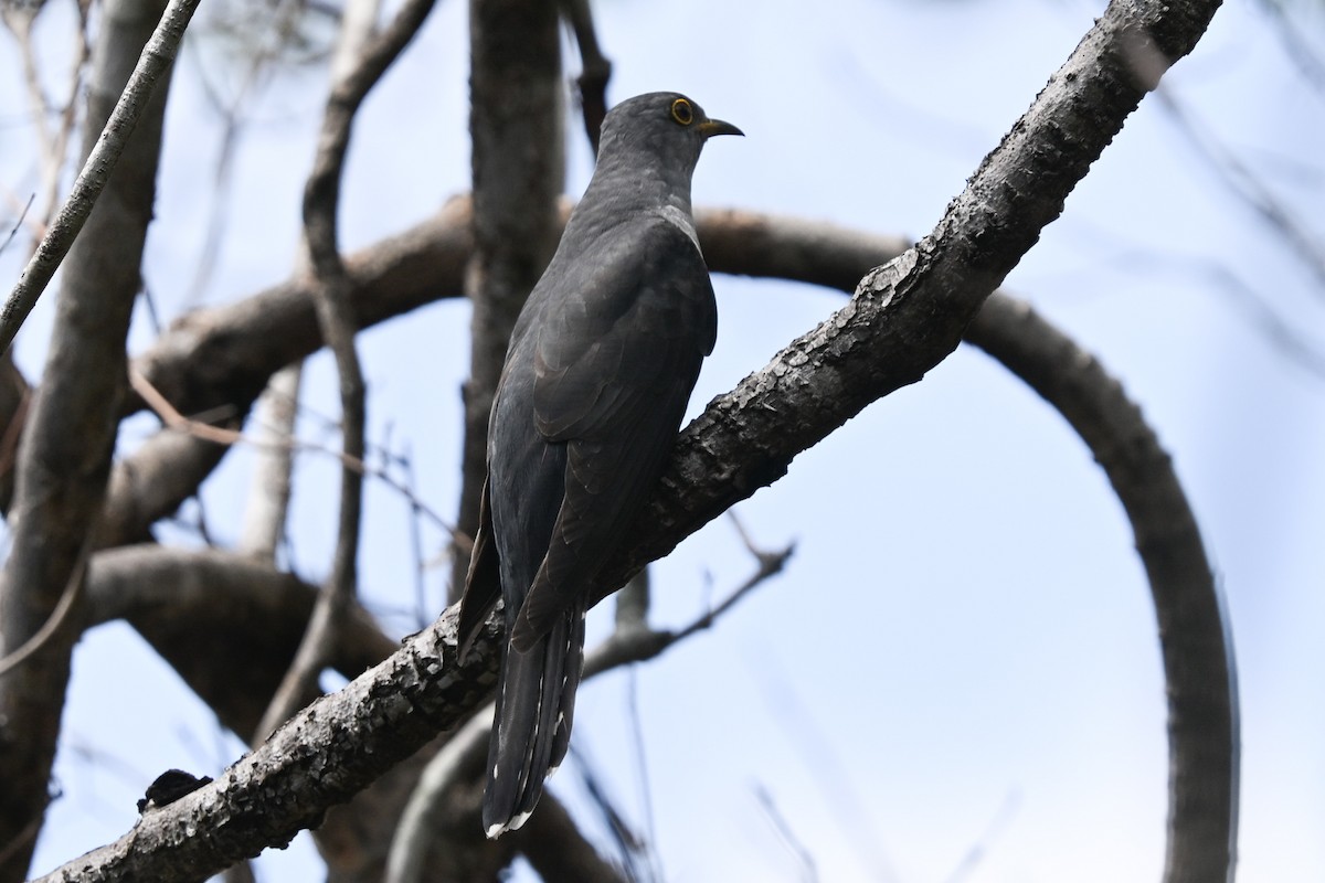Мадагаскарская кукушка - ML645323637