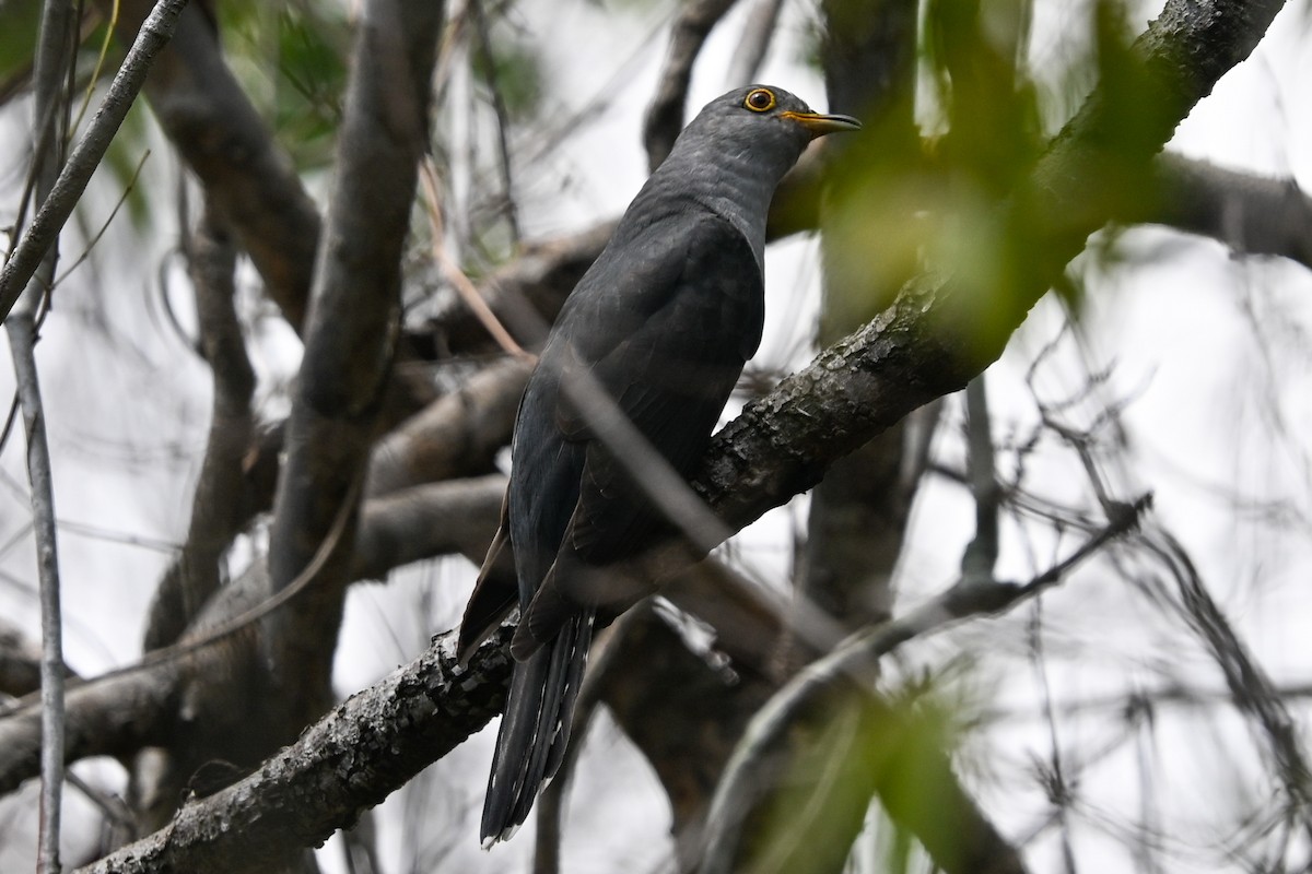 Мадагаскарская кукушка - ML645323638