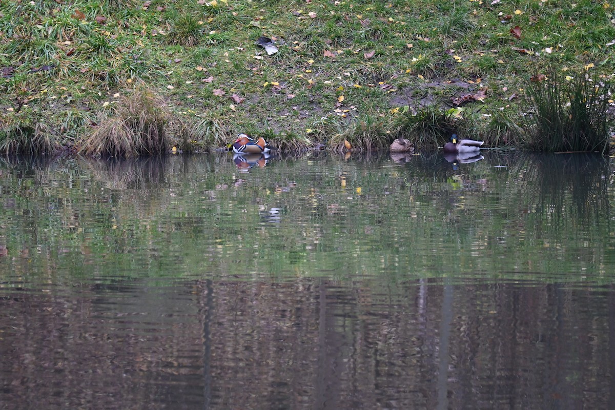 kachnička mandarínská - ML645323639