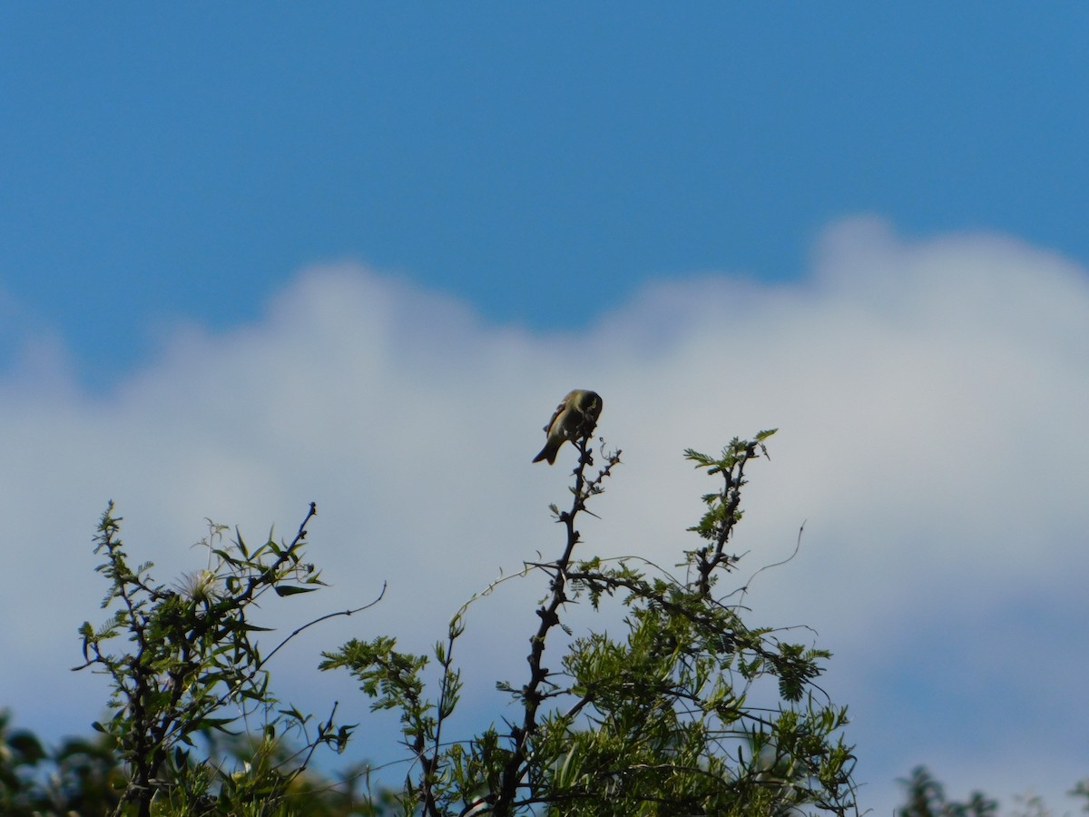 Hooded Siskin - ML645323640