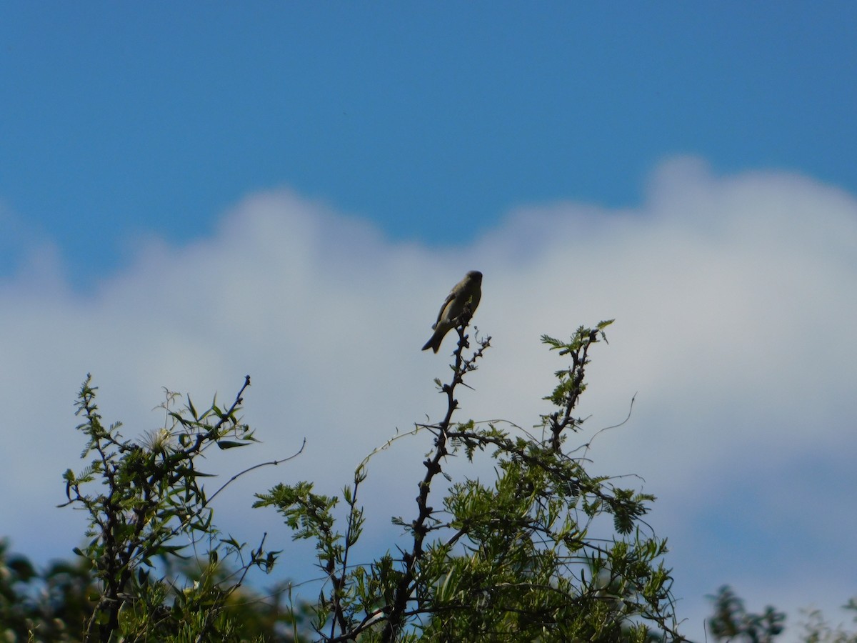 Hooded Siskin - ML645323641