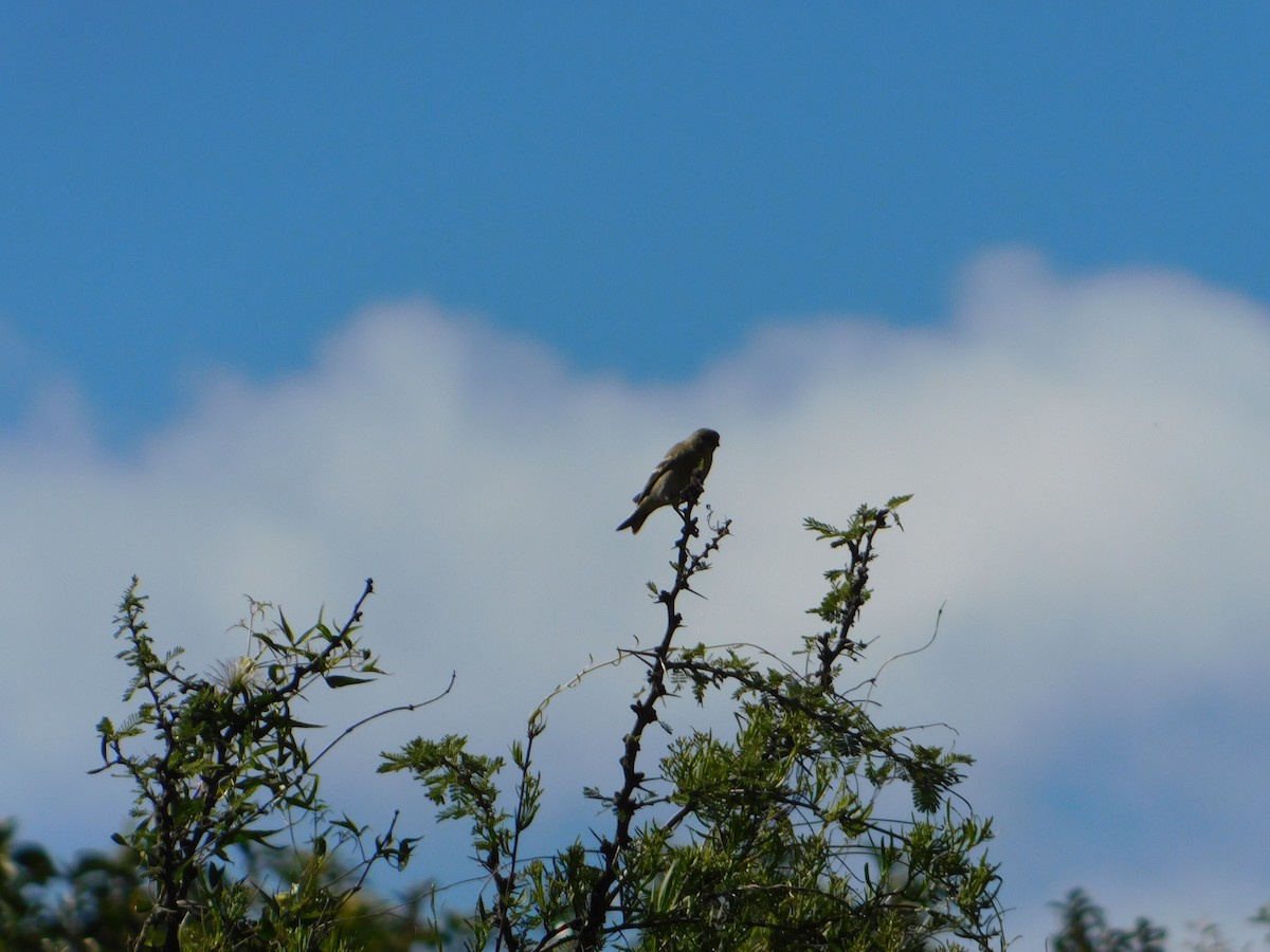 Hooded Siskin - ML645323642