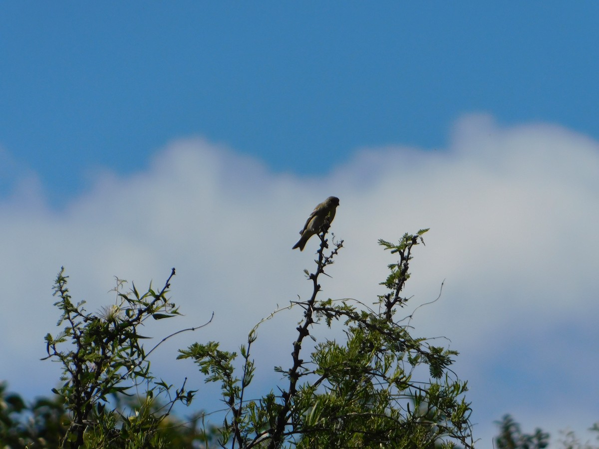 Hooded Siskin - ML645323643